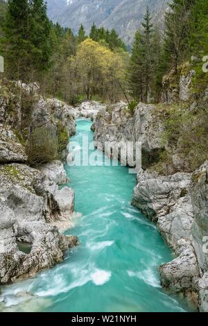 Emerald green wild river Soca flows through narrow canyon, Soca Valley, Triglav National Park, Bovec, Slovenia Stock Photo