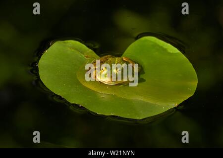 Water frog (rana esculenta), sitting on a water lily leaf in a pond, Canton Zug, Switzerland Stock Photo