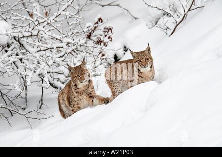 Two young Eurasian lynxes (Lynx lynx), running in deep snow, captive, Bavarian Forest, Bayern, Germany Stock Photo