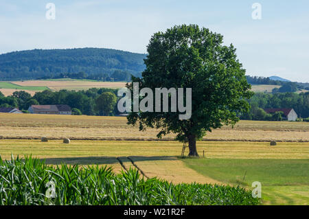 Single tree standing on a harvested wheat field casting a shadow in evening sunlight in summer Stock Photo