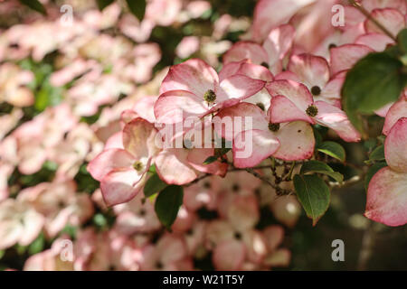 Pink Dogwood Blossoms on a tree at Anthony Woodlands, Torpoint Cornwall. Landscaped gardens on the shore of the River Lynher Stock Photo