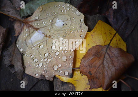 Dandenong Ranges National Park Olinda Victoria - Plants and flowers Stock Photo