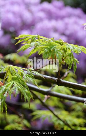 Dandenong Ranges National Park Olinda Victoria - Plants and flowers Stock Photo