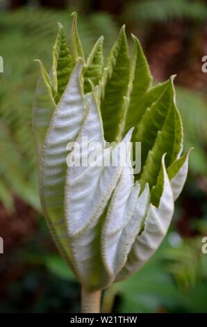 Dandenong Ranges National Park Olinda Victoria - Plants and flowers Stock Photo