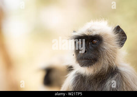 Gray langurs, sacred langurs, Indian langurs or Hanuman langurs, Old World monkeys portrait native to the Indian subcontinent Stock Photo