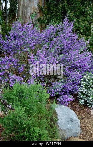 Dandenong Ranges National Park Olinda Victoria - Plants and flowers Stock Photo