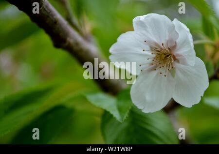 Dandenong Ranges National Park Olinda Victoria - Plants and flowers Stock Photo