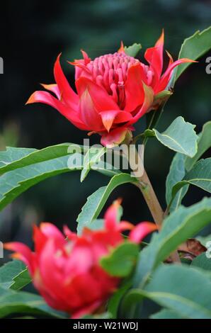 Dandenong Ranges National Park Olinda Victoria - Plants and flowers Stock Photo