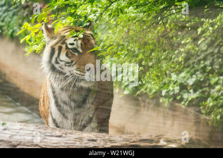 tiger sneaking in green shrubbery Stock Photo