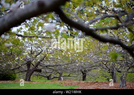 Dandenong Ranges National Park Olinda Victoria - Plants and flowers Stock Photo