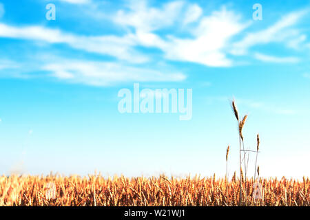 A grain field at the bottom of the image with several long cobs. Blue sky with white clouds. Stock Photo
