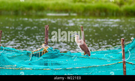 Rufous night heron in a fishpond looking for food Stock Photo