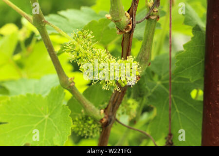 close-up of flowering grape vine, grapes bloom in summer day Stock Photo