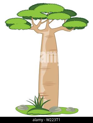 Exotic tree baobab on white background is insulated Stock Vector