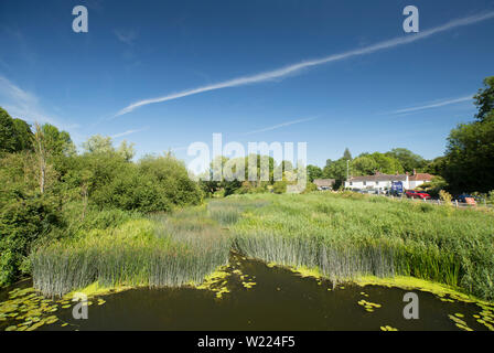 Looking downstream from Sturminster Town Bridge at the Dorset Stour River and lush vegetation in July. Dorset Englnd UK GB Stock Photo