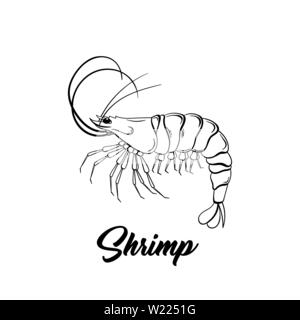 Shrimp black and white vector illustration. Marine life hand drawn monochrome sketch. Crustacean animal engraving. Seafood restaurant logo. Fresh prawns store poster, banner design element Stock Vector