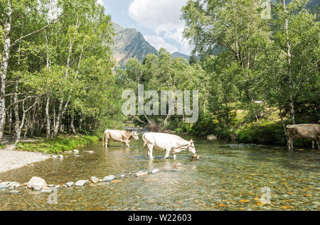 Herd of cows grazing in the Pla De Boavi; in the province of Lleida, in the Catalan Pyrenees. Catalonia, Spain, Europe. Stock Photo