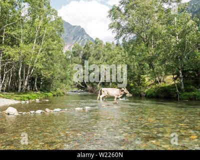 Herd of cows grazing in the Pla De Boavi; in the province of Lleida, in the Catalan Pyrenees. Catalonia, Spain, Europe. Stock Photo