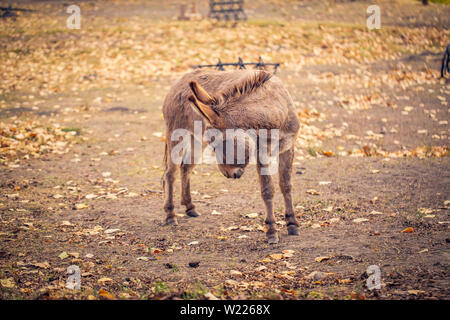 The brown donkey domesticated member of the horse family Stock Photo