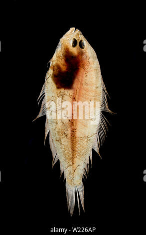 A Mediterranean Scaldfish, Arnoglossus laterna. The scaldfish is a small species of flatfish and can be found in shallow and deeper eastern Atlantic w Stock Photo