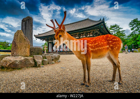 Deer roaming in the streets of Nara, Japan Stock Photo