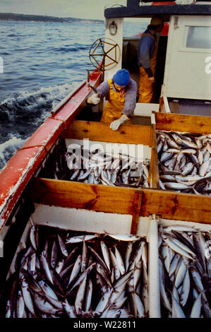 Mackerel Fishing, Cornwall, England 1975 Mackerel fishing out of Penzance using traditional hand line and hook methiods of fishing Stock Photo