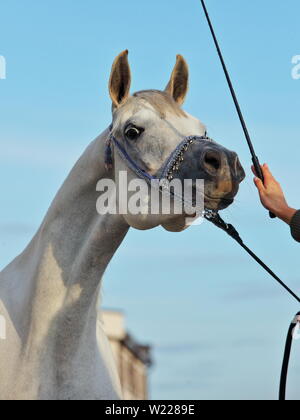 Arabian horse, gray, portrait, wearing a show halter Stock Photo