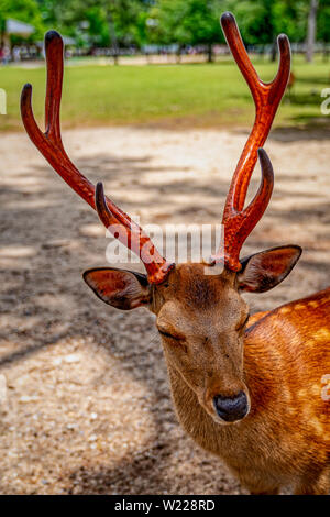 Deer roaming in the streets of Nara, Japan Stock Photo