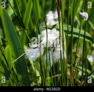 Close up of hare's tail cottongrass or tussock cottongrass (Eriophorum vaginatum) in wetland, blooming in spring Stock Photo
