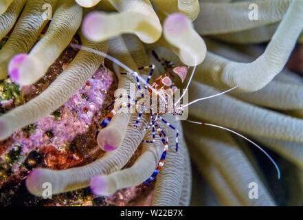 spotted cleaner shrimp (Periclimenes yucatanicus), is a kind of cleaner shrimp common to the Caribbean Sea Stock Photo