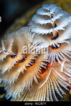 Spirobranchus giganteus, commonly known as Christmas tree worms, are tube-building polychaete worms belonging to the family Serpulidae. Stock Photo