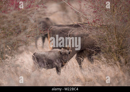 Wild european bison, wisent, with cute newborn calf in natural park. Stock Photo