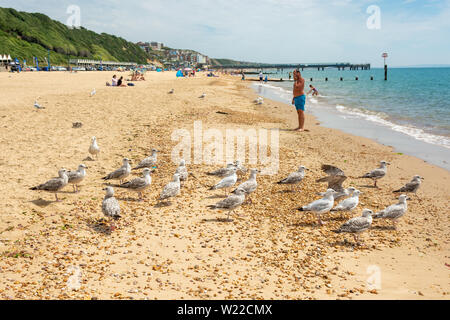 Boscombe, Bournemouth, Dorset, England, UK, 5th July 2019, Weather: Temperatures are on the rise Friday morning making this the warmest day of July so far in what will be a short lived heatwave. A flock of seagulls stake a claim to their part of the beach. Credit: Paul Biggins/Alamy Live News