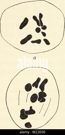 Archive image from page 12 of Cytological studies of five interspecific. Cytological studies of five interspecific hybrids of Crepis leontodontoides  cytologicalstudi65aver Year: 1930  1930] Avery: Hybrids of Crepis leontodontoides 145 lite on a long thread, and is thus easily identified. The D-chroinosome of leontodontoides loses its satellite, as in the hybrid with tectorum. The c-chromosonie of parviflora is so similar to the B-chromosome of leontodontoides in morphology that distinction between the two is not usually possible (fig. 6). Stock Photo