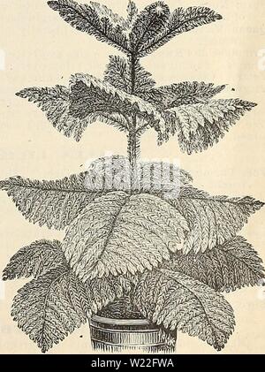 Archive image from page 14 of Dealers and florists wholesale list. Dealers and florists wholesale list of plants  dealersfloristsw18pete Year: 1896  SINGLE WHITE aTJBEBOUS BEGONIA. (Norfolk Island Pine.) Various names have been sug- gested for this grand plant to properly convey to the mind the appearance of it. Some have called it the '' Christmas Tree Palm ' from its resemblance to a Christmas tree ; others have called it the ' Star Palm,' because the leaves are arranged to form a perfect star, but no descriptive name can give any adequate idea of its beauty. It has deep green, feathery foli Stock Photo