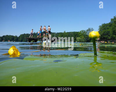 Eggelsberg: lake Ibmer See or Heratinger See, lido, bather, Gelbe Teichrose (yellow water-lily, Nuphar lutea) in Innviertel, Oberösterreich, Upper Aus Stock Photo