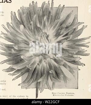 Archive image from page 15 of Dahlias (1914) Stock Photo