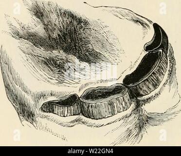 Archive image from page 15 of Dentition as indicative of the