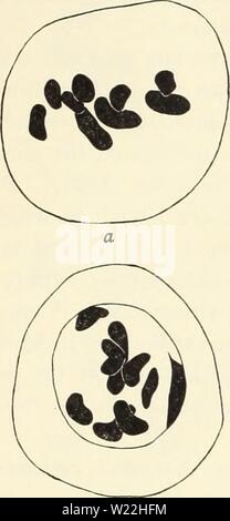 Archive image from page 18 of Cytological studies of five interspecific. Cytological studies of five interspecific hybrids of Crepis leontodontoides  cytologicalstudi65aver Year: 1930  1930] Avery: Hybrids of Crepis leontodontoides 151 again disappears in this hybrid. In figure 11 a somatic plate from a rather old root is shown. Here all the chromosomes are contracted so that the individuality of the leontodontoides chromosomes is not evi- dent, but the distinction between the parental sets is obvious. Stock Photo