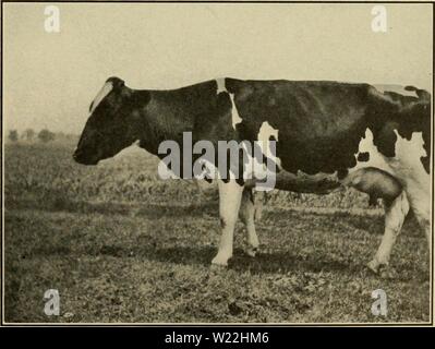 Archive image from page 18 of Dairy improvement associations in Massachusetts. Dairy improvement associations in Massachusetts  dairyimprovement00stor Year: 1913  HERD 4, COW 4    HERD 4. COW 8 17 Stock Photo