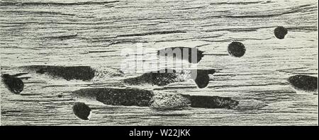 Archive image from page 20 of Defects in timber caused by. Defects in timber caused by insects  defectsintimberc1490snyd Year: 1927  Fig. 20.—A, enlarged holes made by carpenter ants (Camponotus sp.) in red cedar in Washington ; B, redwood damaged by carpenter ants in California    Fig. 21.—Work of a horntail (Urocerus albicornis) in a decaying softwood loj Stock Photo