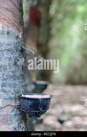 Tapping sap from the rubber tree Stock Photo