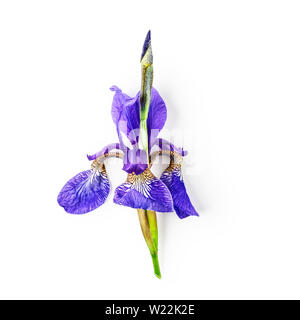 Blue violet iris flower with stem and bud in summer garden.  Floral arrangement isolated on white background with clipping path. Top view, flat lay. D Stock Photo