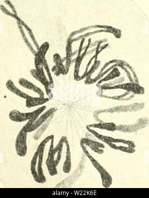 Archive image from page 22 of Cytology, with special reference to. Cytology, with special reference to the metazoan nucleus  cytologywithspec00agaruoft Year: 1920 Stock Photo