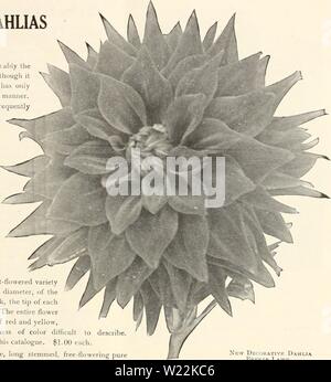 Archive image from page 22 of Dahlias (1914) Stock Photo