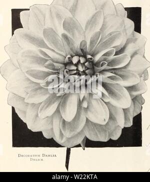 Archive image from page 23 of Dahlias (1914)