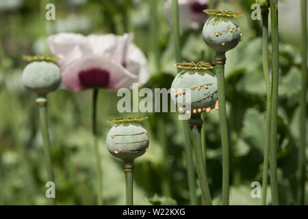 Opium poppy Papaver somniferum exuding white sap from a cut seedpod ...