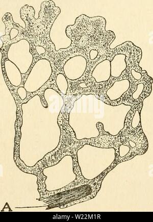 Archive image from page 23 of The cytoplasm of the plant
