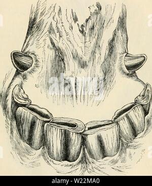 Archive image from page 24 of Dentition as indicative of the Stock Photo
