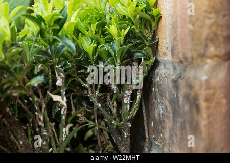 Boxwood with white waxy coating or extrusion from box sucker or boxwood psyllid, Psylla buxi Stock Photo